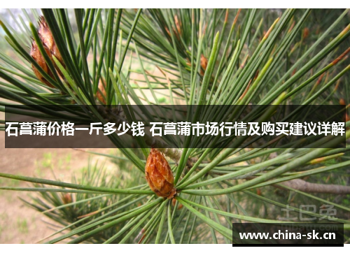 石菖蒲价格一斤多少钱 石菖蒲市场行情及购买建议详解