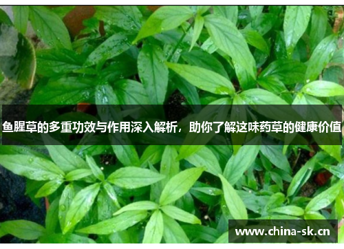 鱼腥草的多重功效与作用深入解析，助你了解这味药草的健康价值